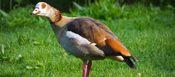 nilgans-2359208_960_720.jpg