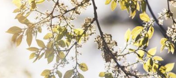 banner_photo_zon_boom_voorjaar_lente.jpg